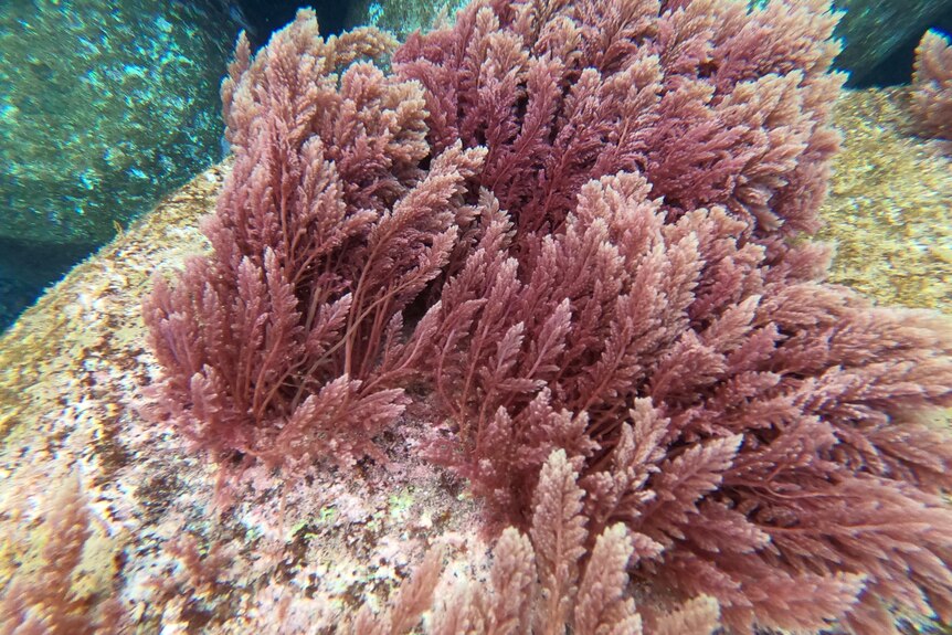 Red seaweed growing in the wild