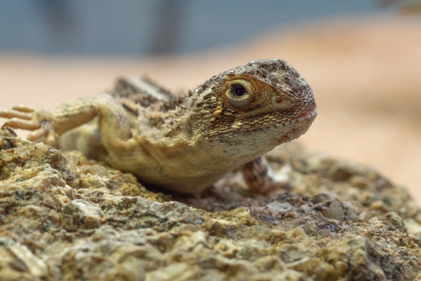 A small scaly earless dragon sits on a rock.