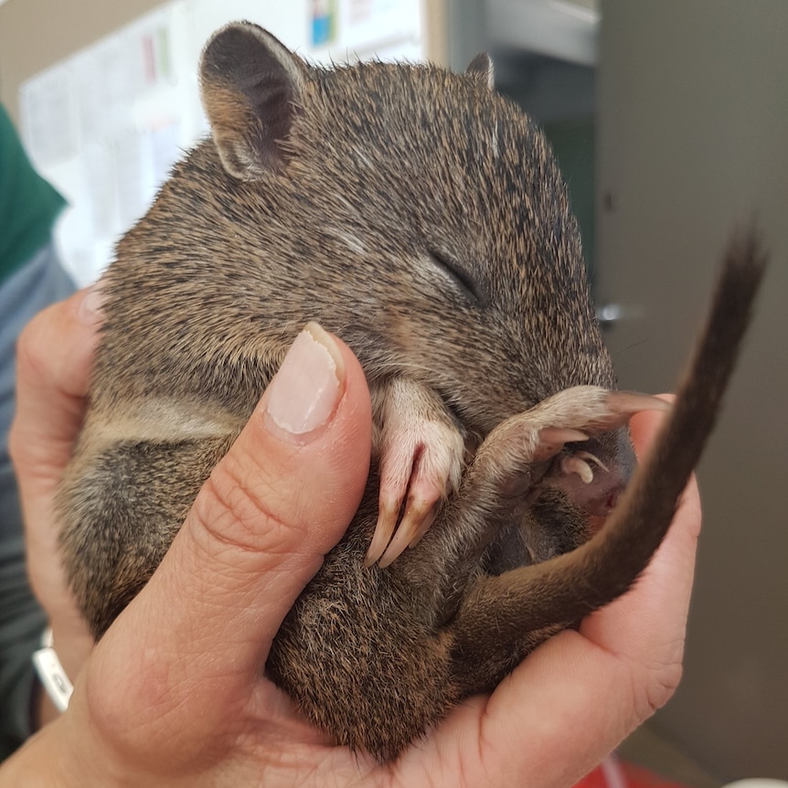 A small brown marsupial with its eyes shut snuggled in someone's hand