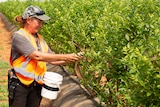 Two workers wearing orange hi-vis vests picking blueberries.