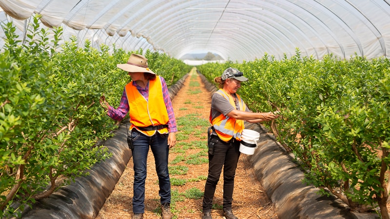 Two workers wearing orange hi-vis vests picking blueberries.