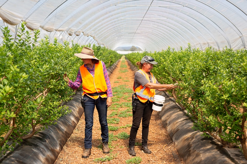 Two workers wearing orange hi-vis vests picking blueberries.