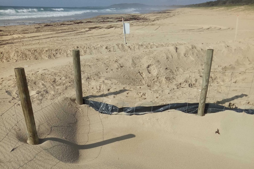 Cordoned off section of Boambee Beach at Coffs Harbour to protect endangered sea turtle nest.