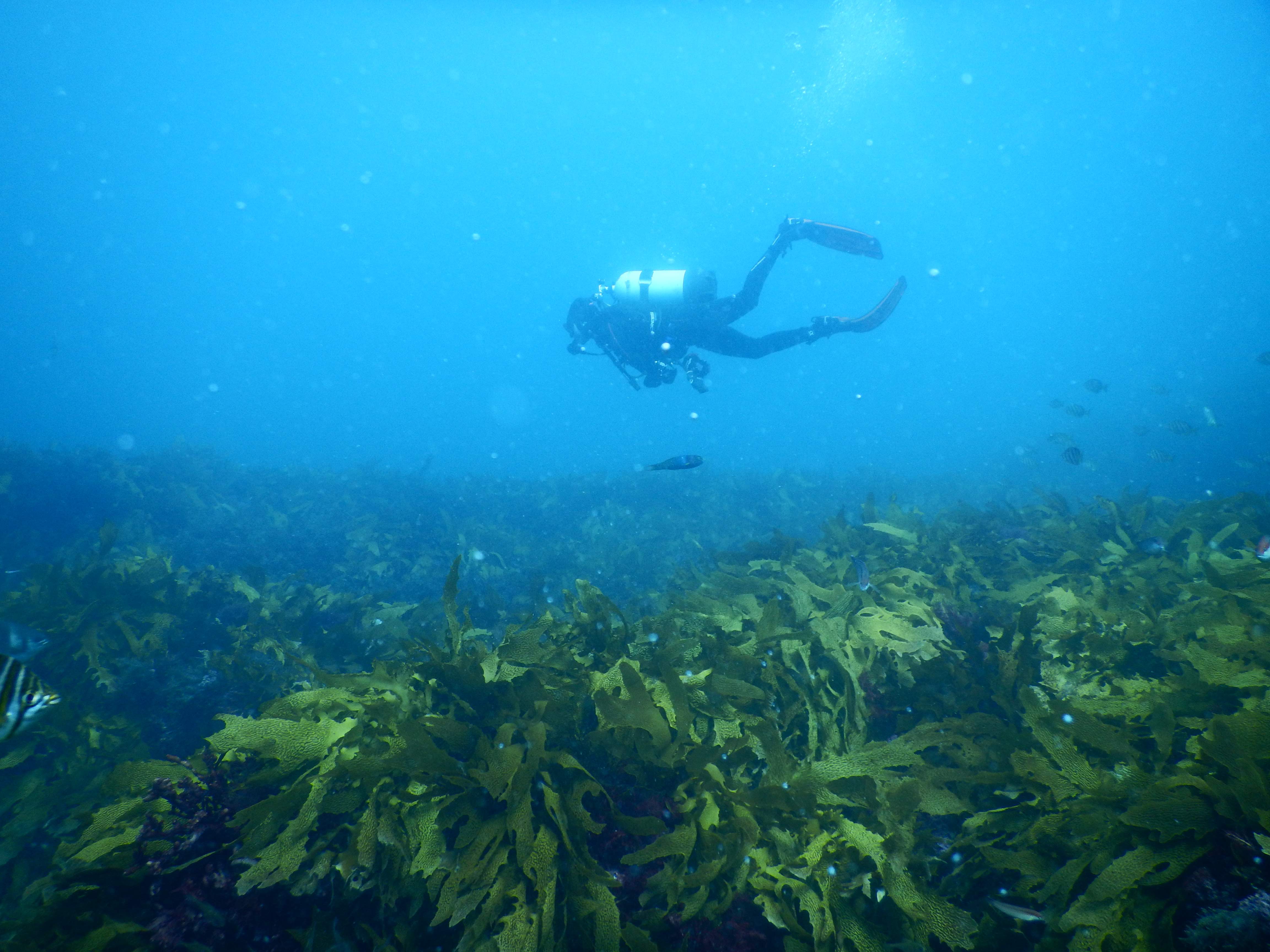 Kelp Forest Wernberg