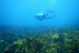 Kelp Forest Wernberg