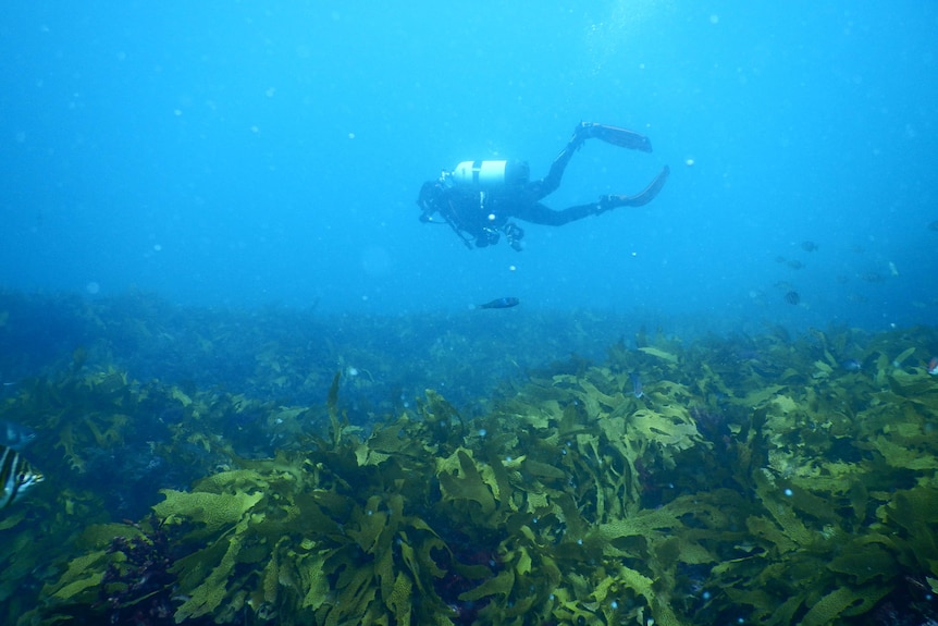 A scuba diver swims above a health kelp forest