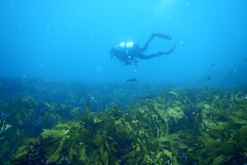 Kelp Forest Wernberg