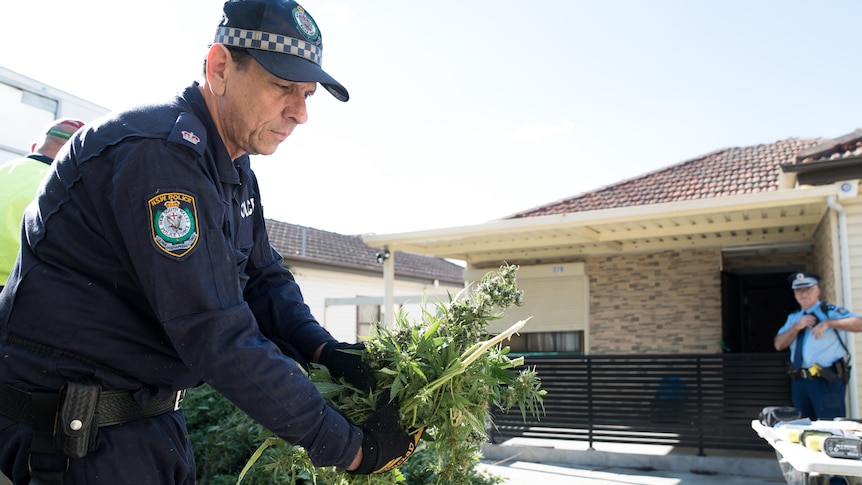 A policeman wearing a blue uniform carries a handful of cannabis