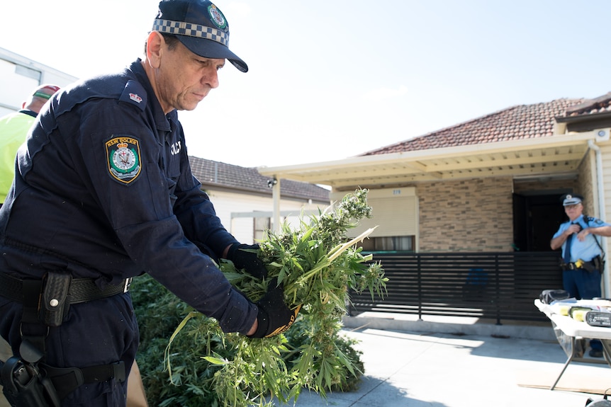 A policeman wearing a blue uniform carries a handful of cannabis