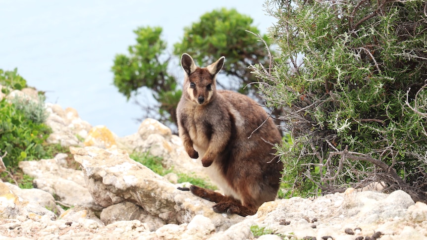 A wallaby on limestone rock and next to scrubbie bushes, looking at the camera