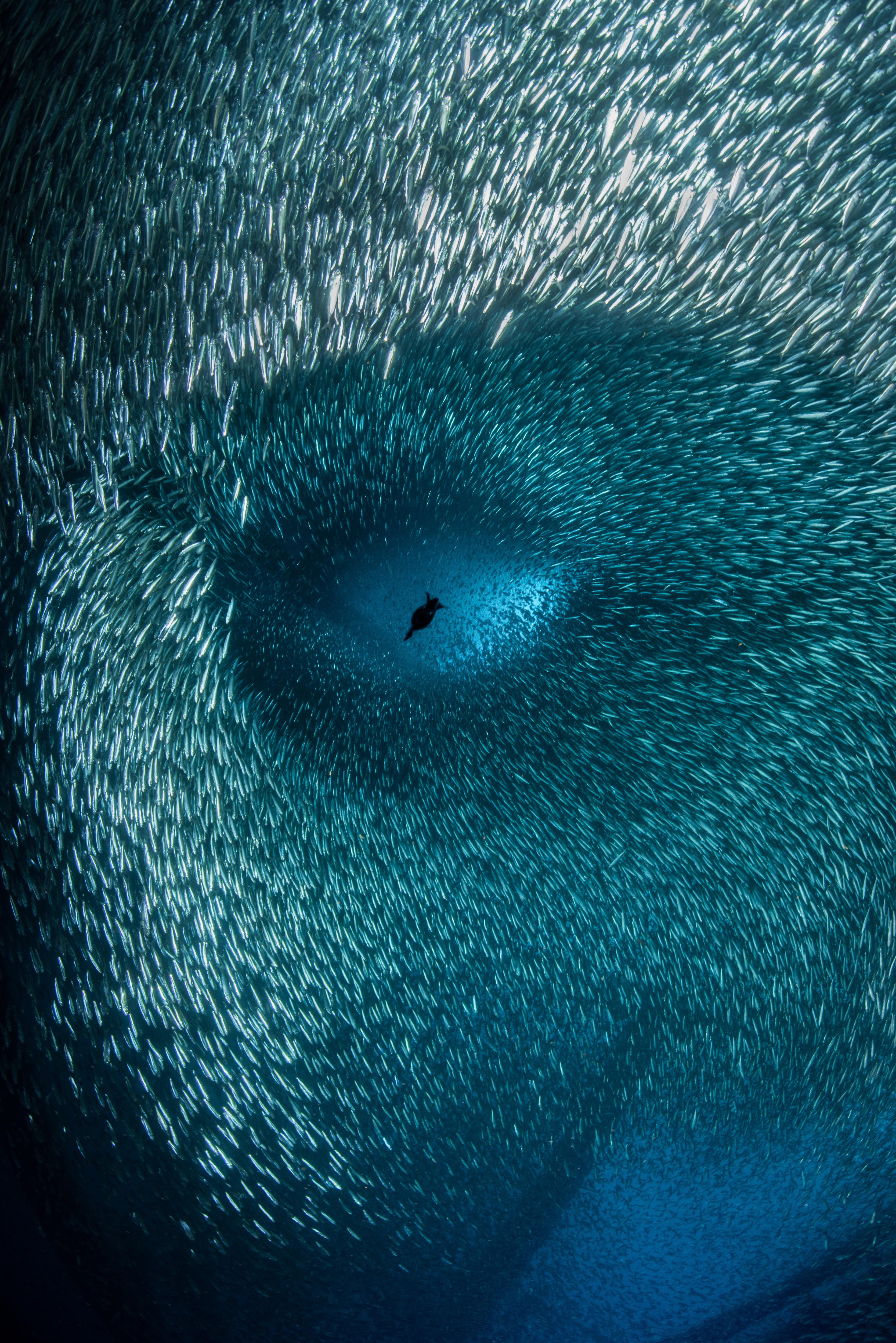 A cormorant and baitfish form the shape of a human face