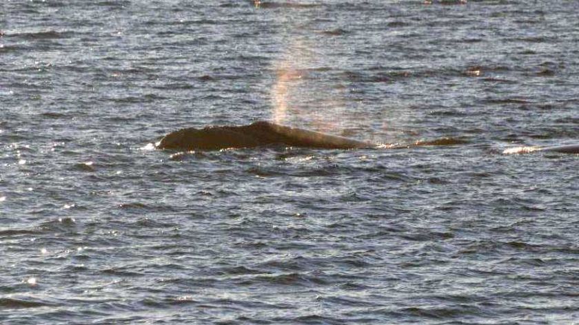 A southern right whale in the River Derwent Hobart