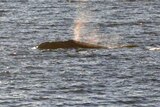 A southern right whale