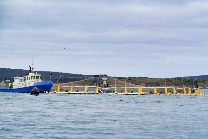 A large fishing boat pulls up next to a pen at sea filled with tuna