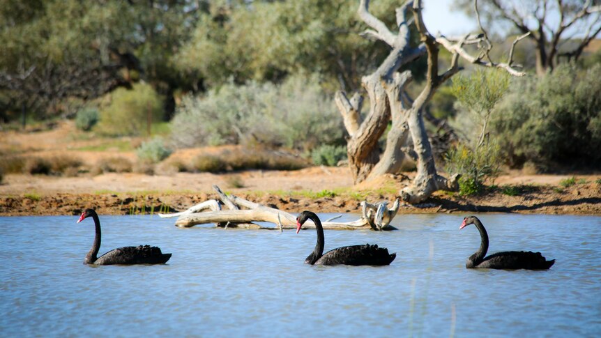 A trio of black swans