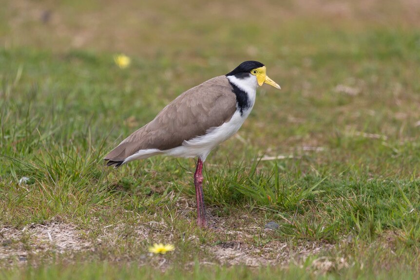 Adult masked plover on grass