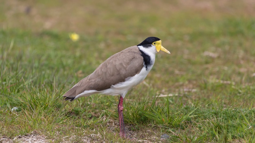 Adult masked plover on grass