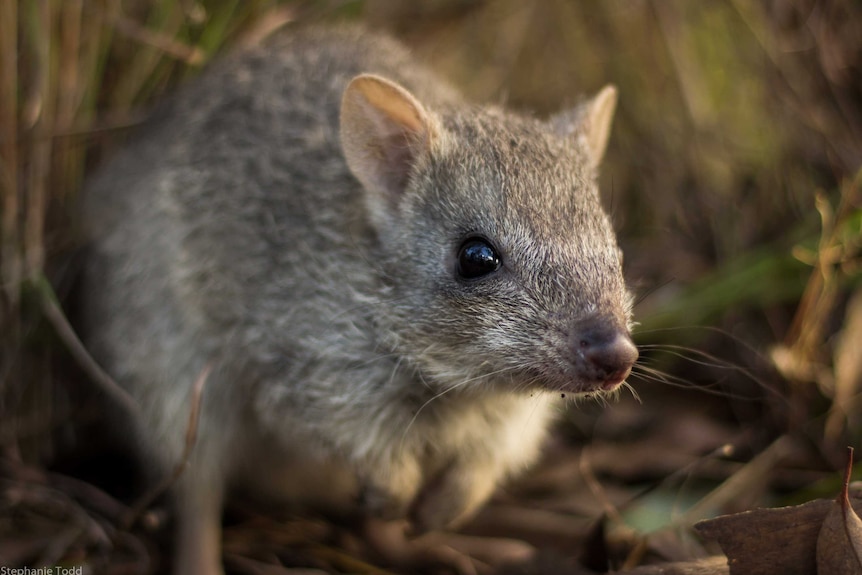 A Northern Bettong looks to the camera with its paws together as it stands in undergrowth.