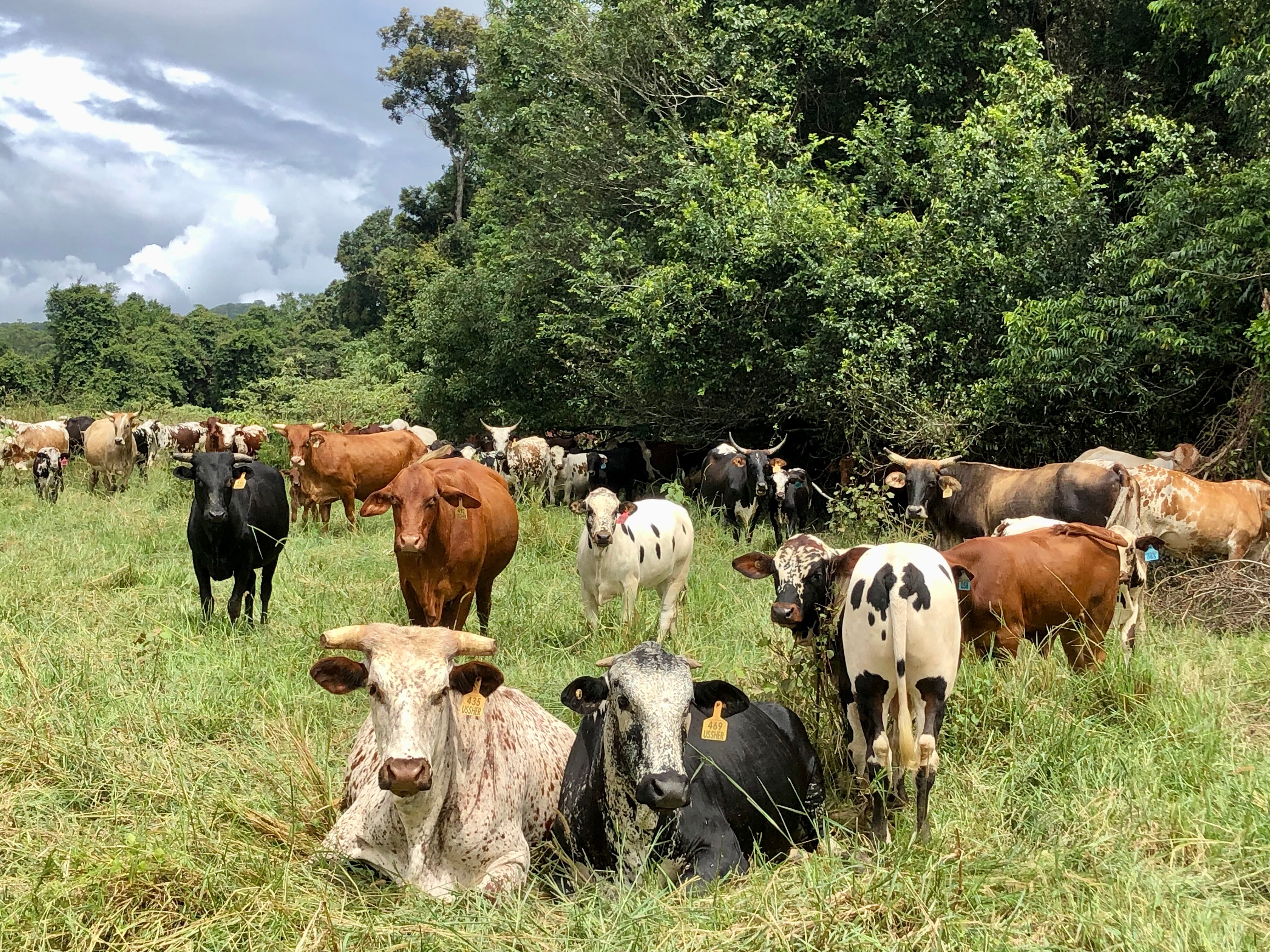 Nguni cattle, gourmet mushrooms pave way for farmers to tread lightly