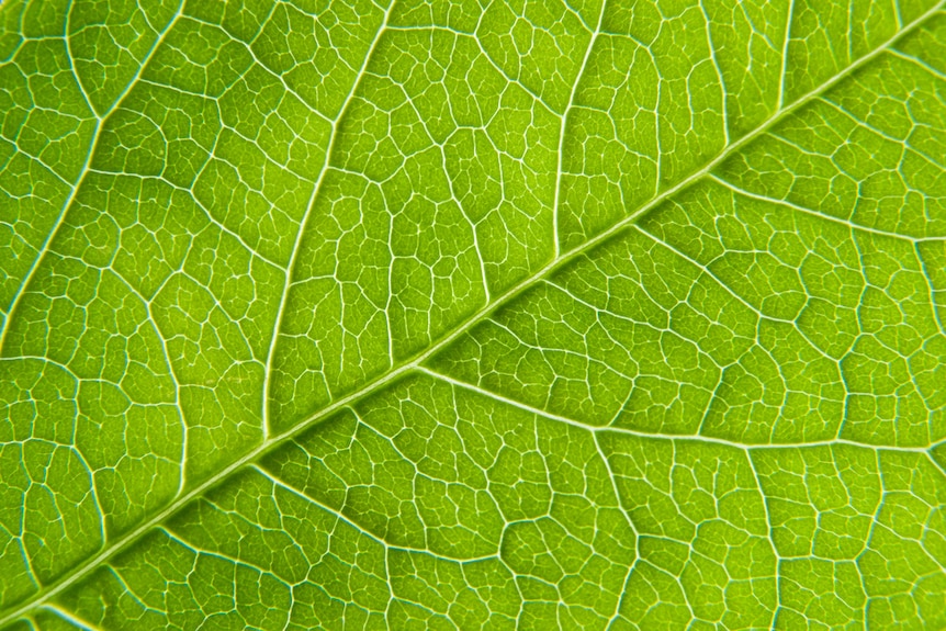 Close-up of creeper leaf
