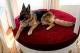 A caramel and dark coloured german shepherd dog lays across a red velvet luxury dog bed 