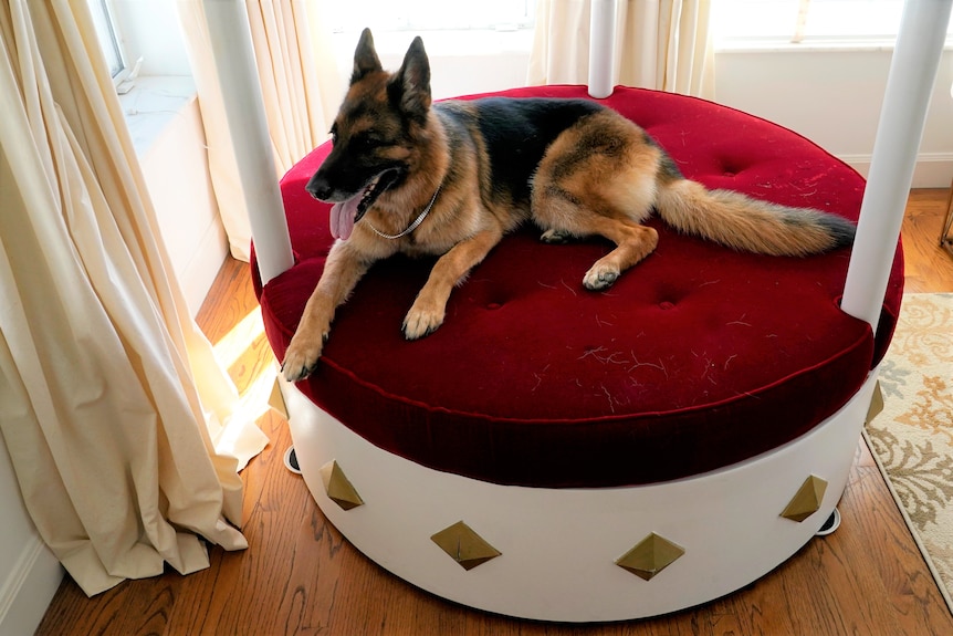 A caramel and dark coloured german shepherd dog lays across a red velvet luxury dog bed 