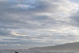 Emperor penguin on New Zealand's north island