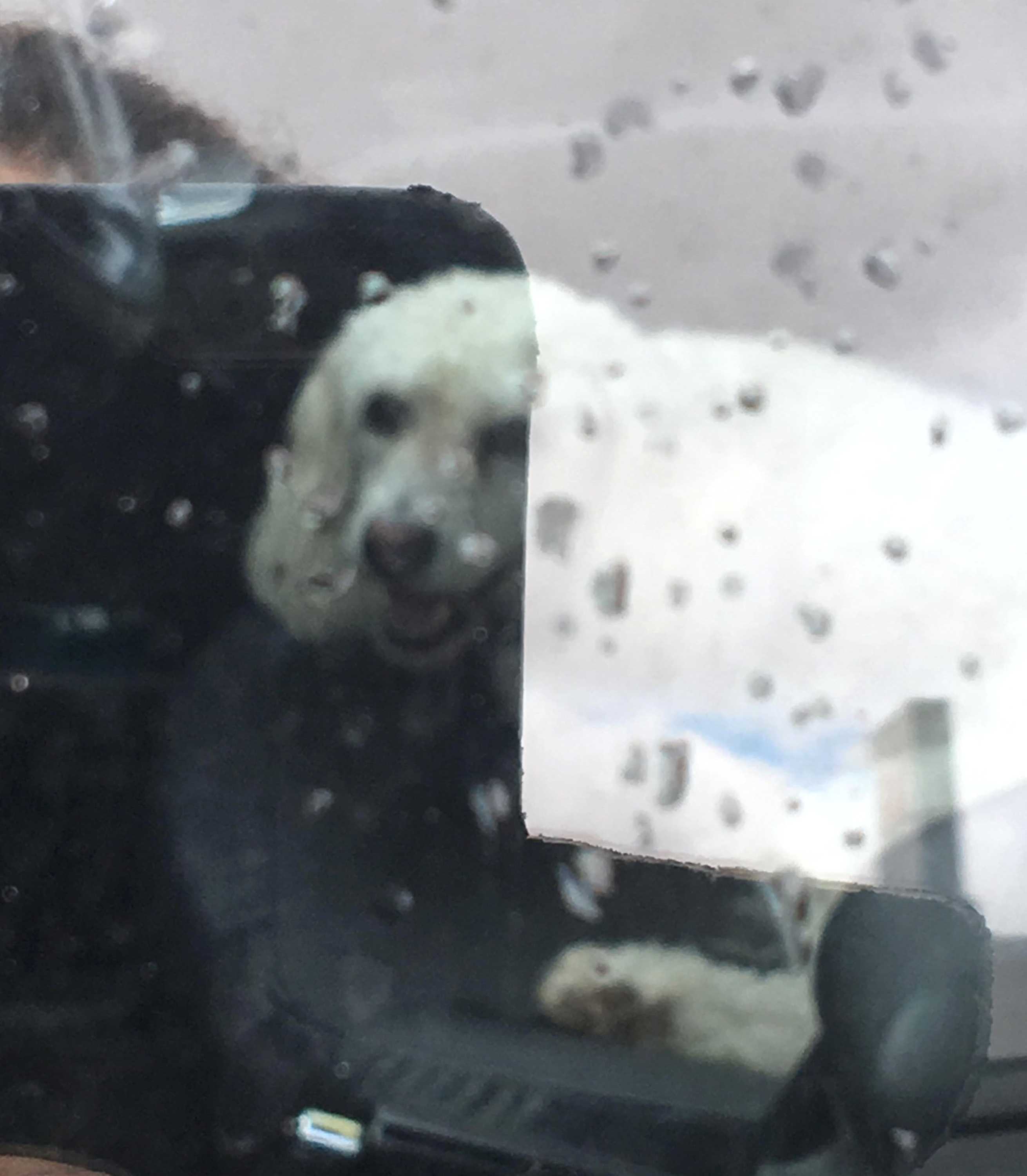 A white dog pants inside a locked car. January 18, 2018