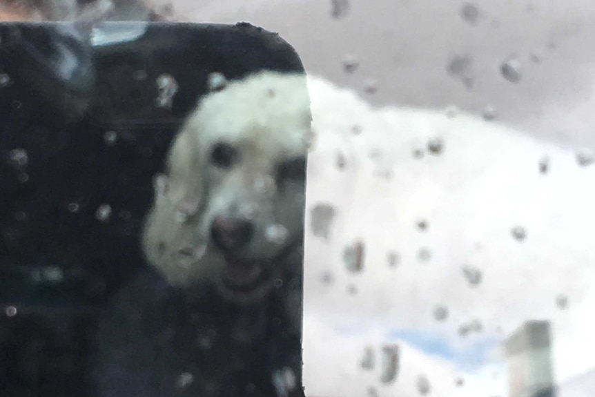 A white dog pants inside a locked car. January 18, 2018