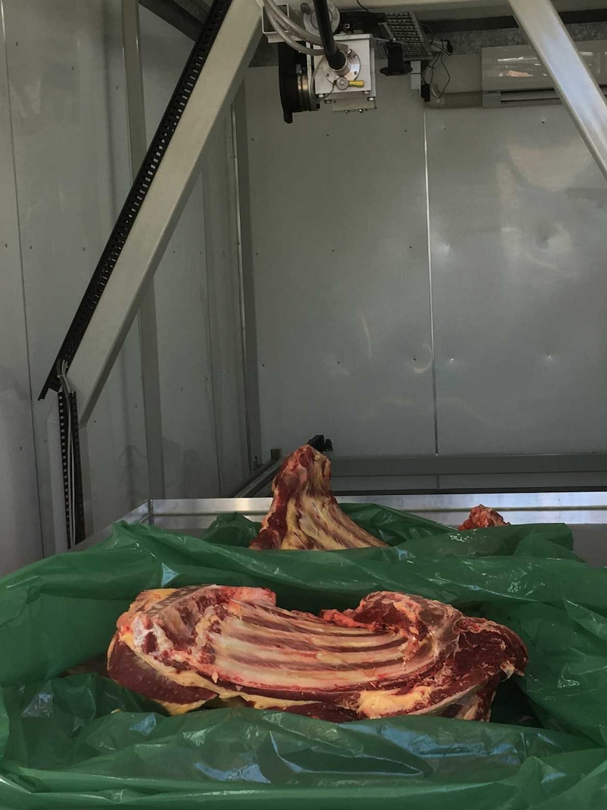 Beef carcase being scanned by DEXA at Teys Australia feedlot.