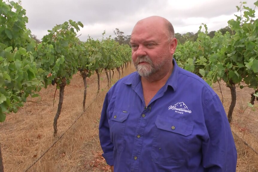 A man standing between grape vines.
