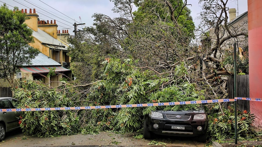 A tree lies across a car in Glebe Point after high winds blasted Sydney.