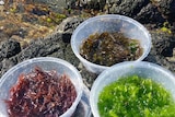 three different coloured seaweeds