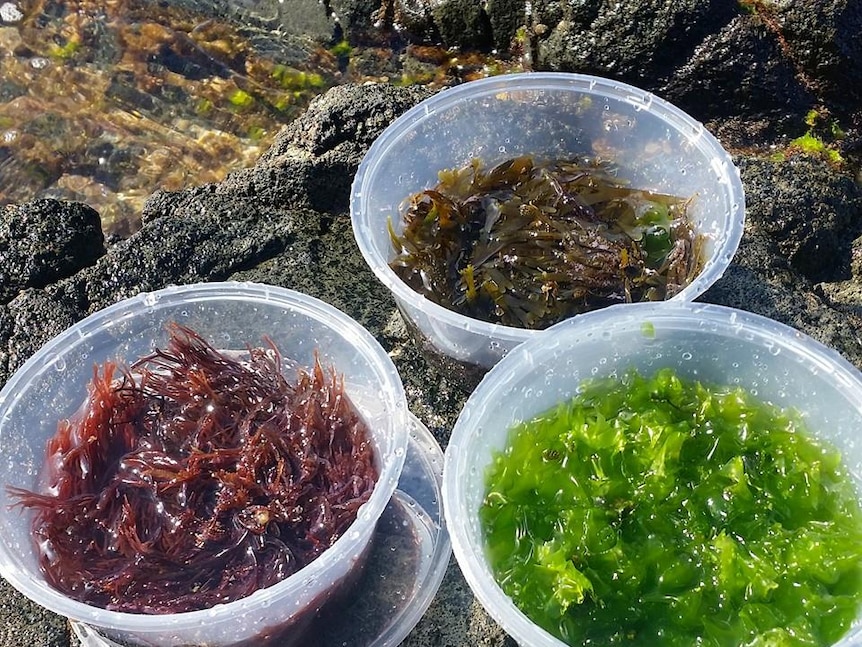 three different coloured seaweeds