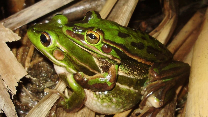 Green frogs in Sydney