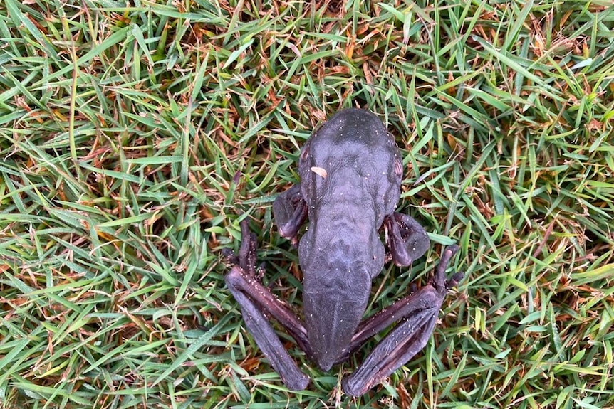 A photo of a blackish, shrivelled frog on a patch of grass