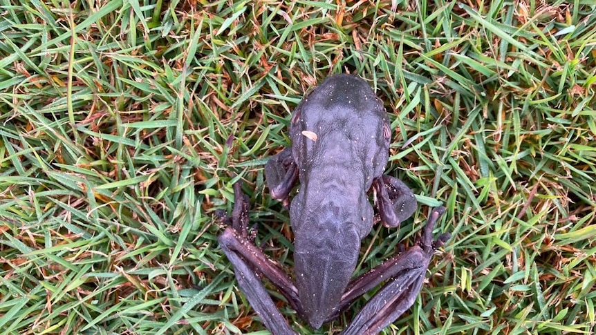 A photo of a blackish, shrivelled frog on a patch of grass