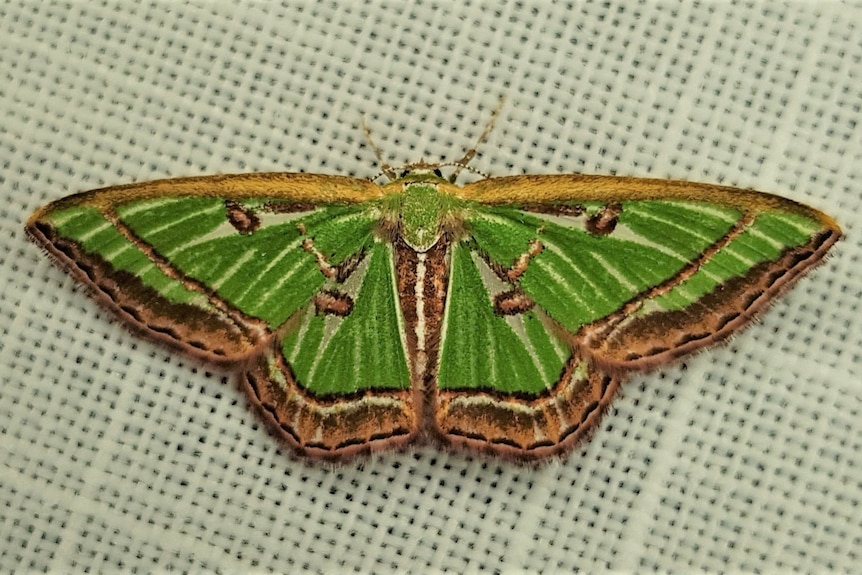 A moth with thick green stripes across its wings and a brown and black tip.