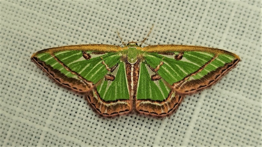 A moth with thick green stripes across its wings and a brown and black tip.