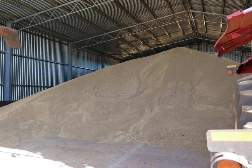 a pile of grain in a shed with a tractor parked in front of it