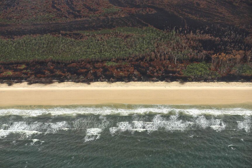 Sections of forest burnt out along the beachfront on Fraser Island