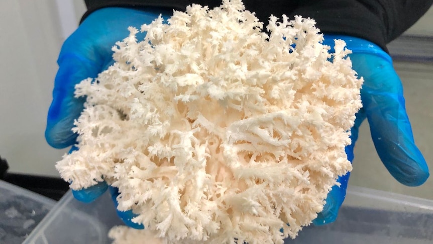 A close up of a pair of gloved hands holding a "Snowflake" mushroom