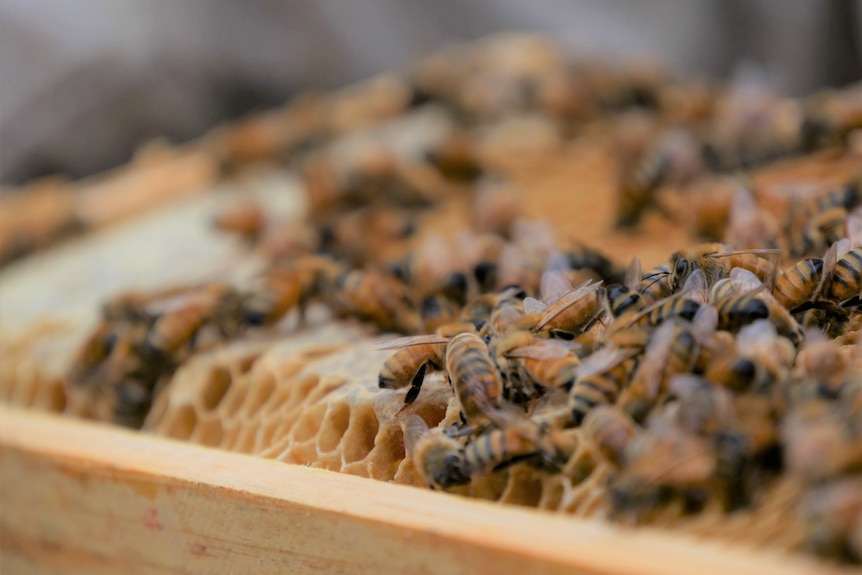 Close up of Honey bees on a comb