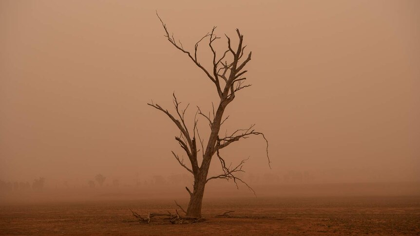 A dead tree is seen in a paddock during a dust storm in Parkes, NSW.