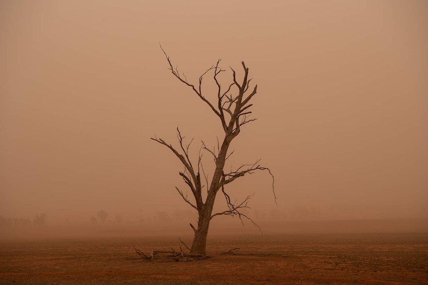 A dead tree is seen in a paddock during a dust storm in Parkes, NSW.