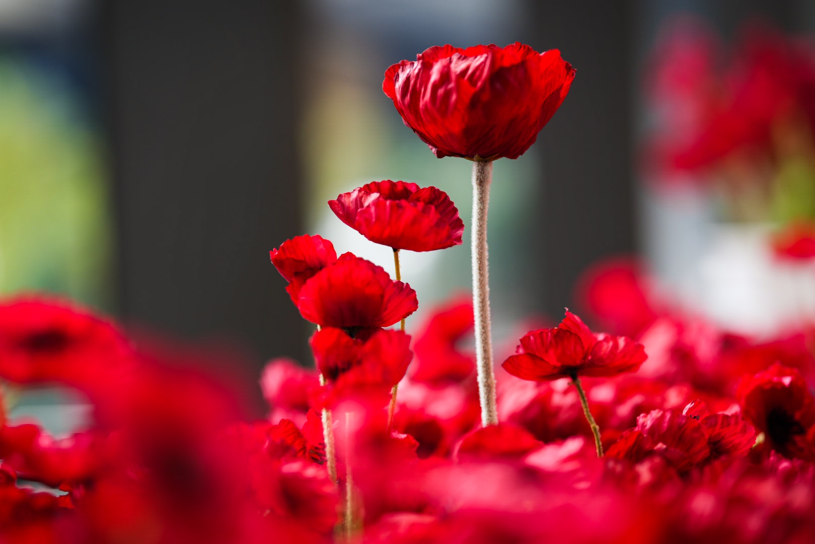 What time is the dawn service? A guide to Anzac Day in NSW