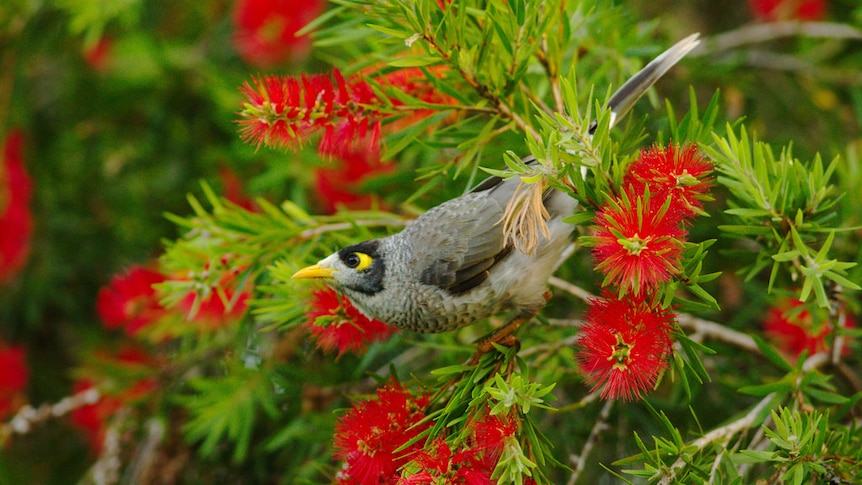 A bird in red bottlebrush.