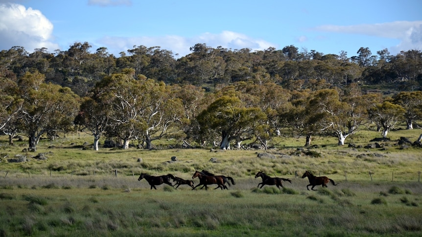 Wild horses in the high country