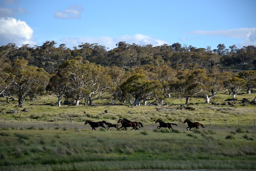 Wild horses in the high country