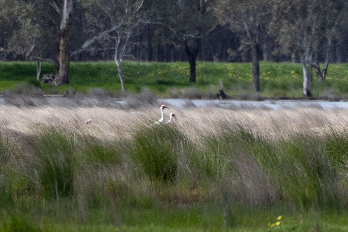 A brolga flying over a lake